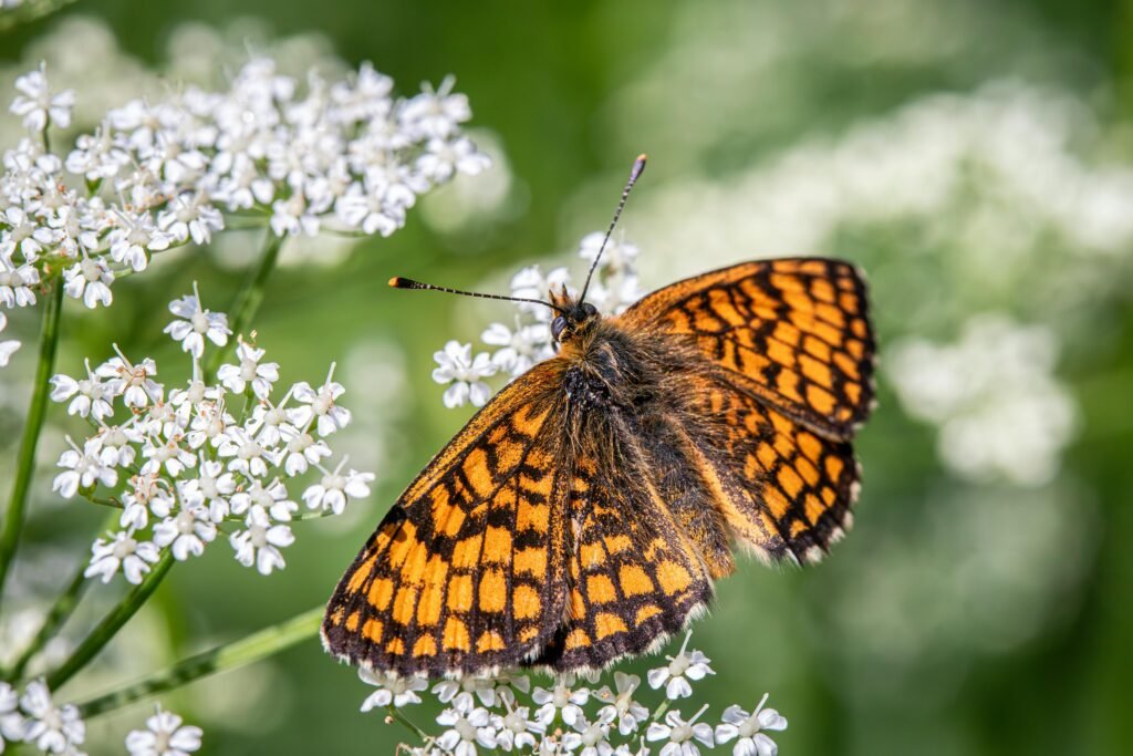 orange butterfly on tiny white flowers